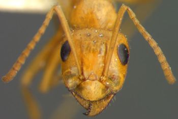 Media type: image;   Entomology 21715 Aspect: head frontal view
